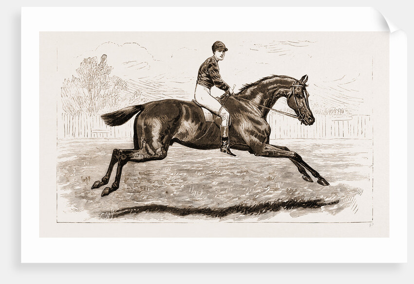 Iroquois, The Winner Of The Derby Of 1881 by Anonymous