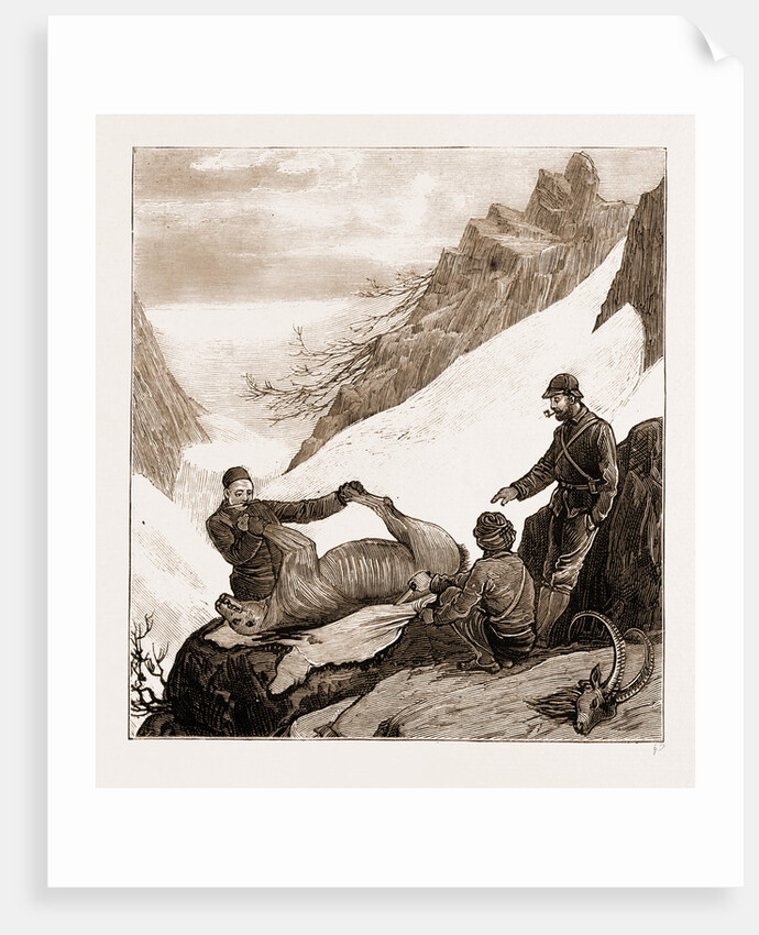 Sport In Kashmir: Skinning A Snow Bear, 1881 by Anonymous