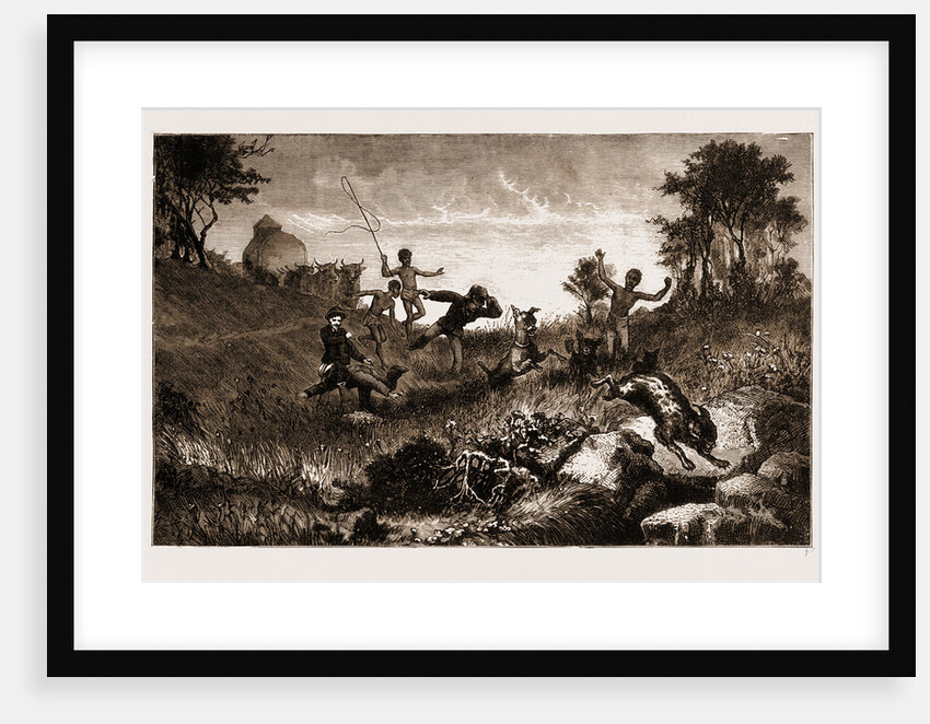 The African Lynx by Anonymous