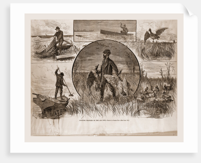 Cruelties Practiced On Fish And Fowl, 1880 by Anonymous