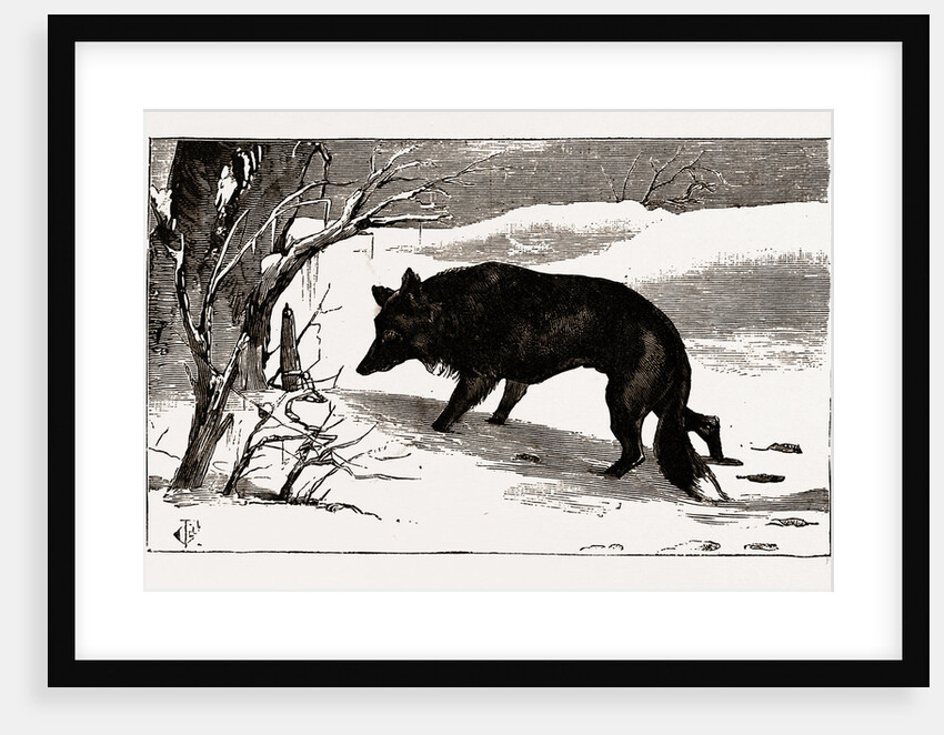 British Columbia, A Province Located On the West Coast of Canada, Dog in the Snow by Anonymous