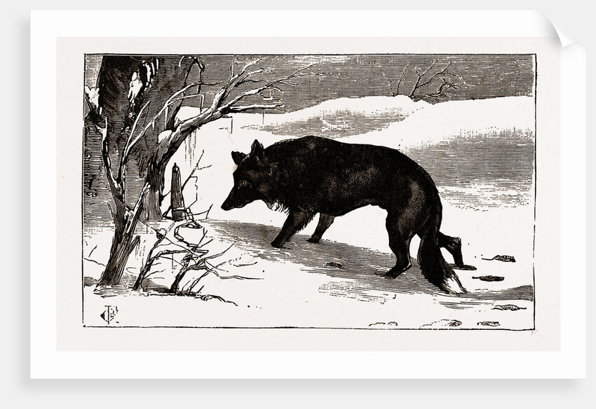 British Columbia, A Province Located On the West Coast of Canada, Dog in the Snow by Anonymous
