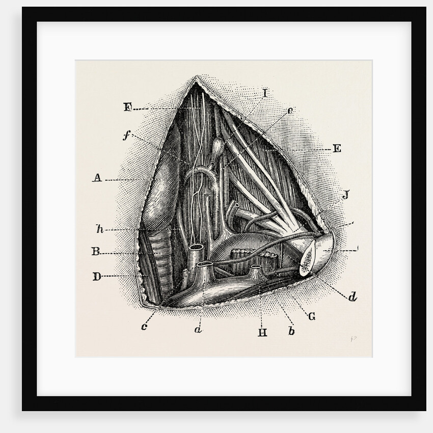 Anatomy of the vertebral and inferior by Anonymous