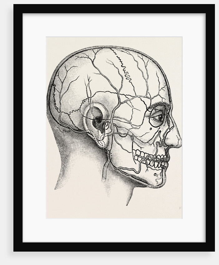 Diagram to show the position of the facial by Anonymous