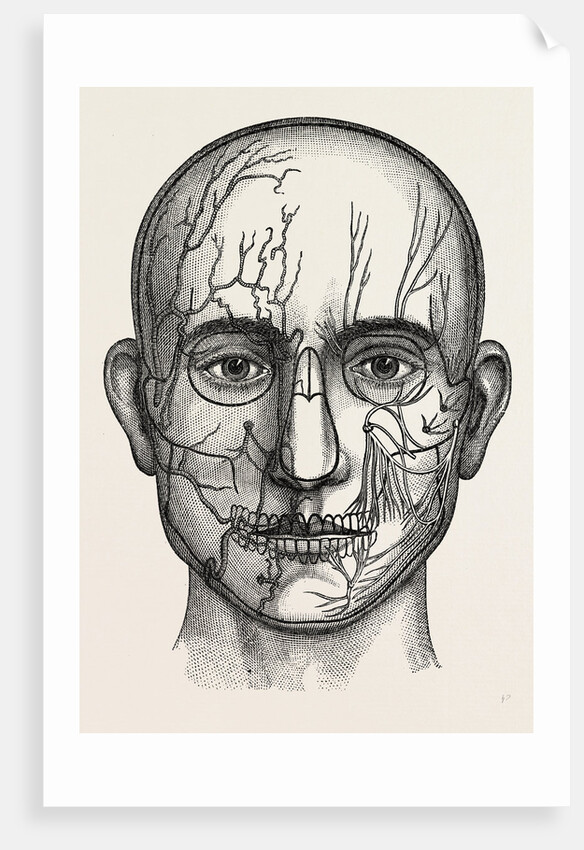 The nerves of the face by Anonymous