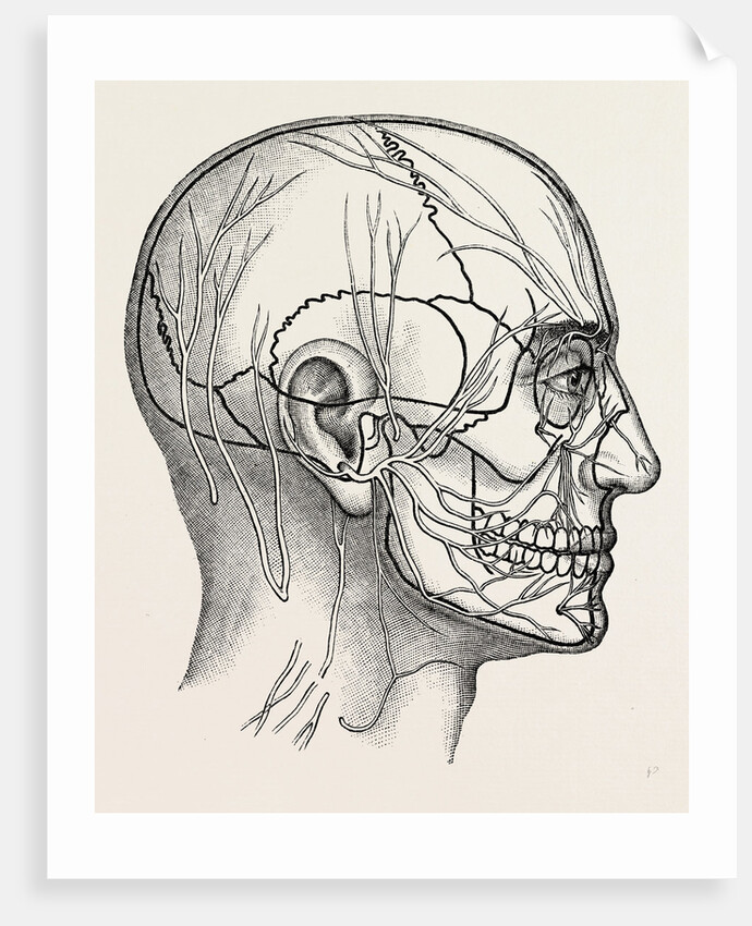 The nerves of the face and of the side of the head by Anonymous