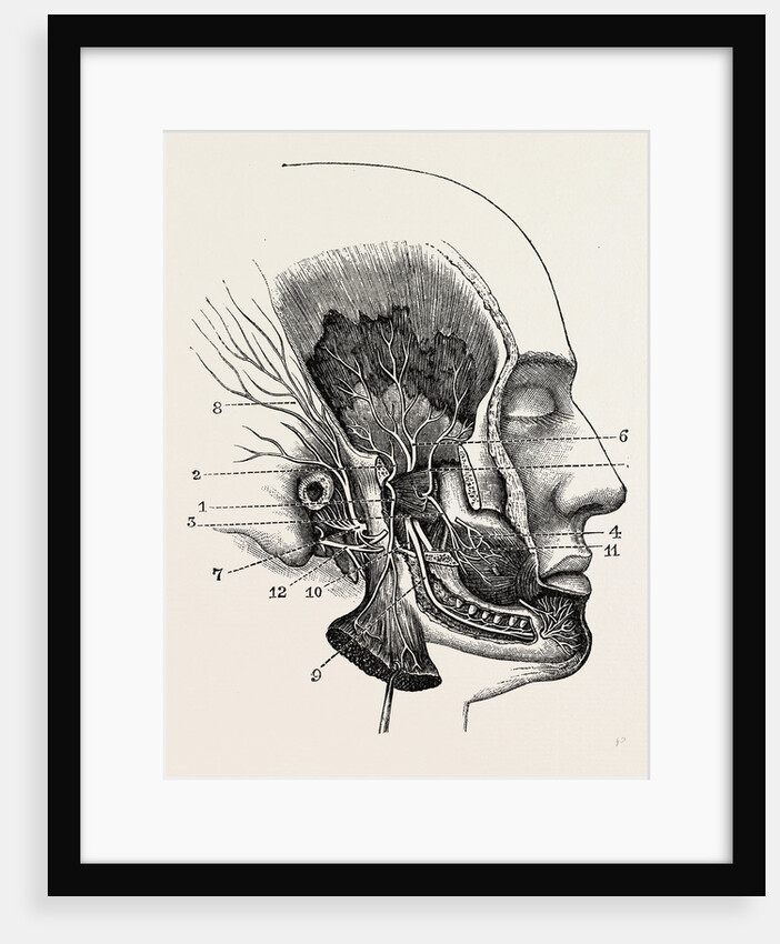 The third division of the fifth nerve by Anonymous