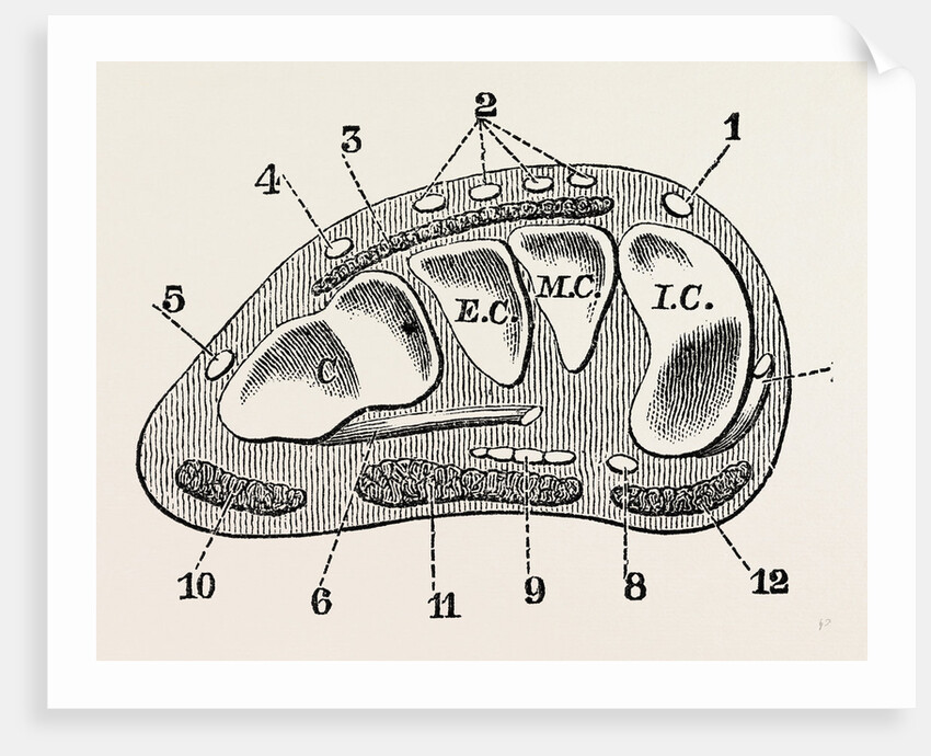 Transverse section by Anonymous
