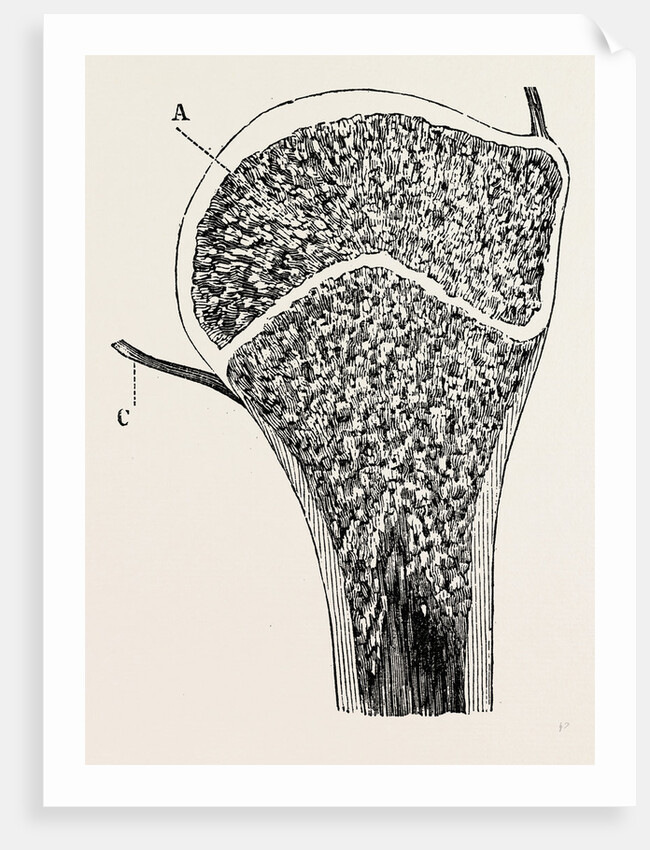 Upper end of the humerus by Anonymous