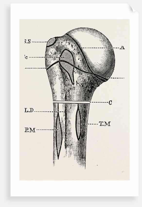 Diagram by Anonymous