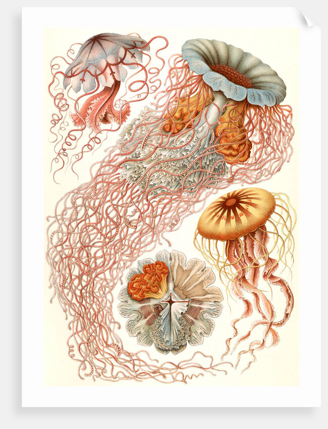 Illustration showing four different types of jellyfish. Discomedusae by Ernst Haeckel