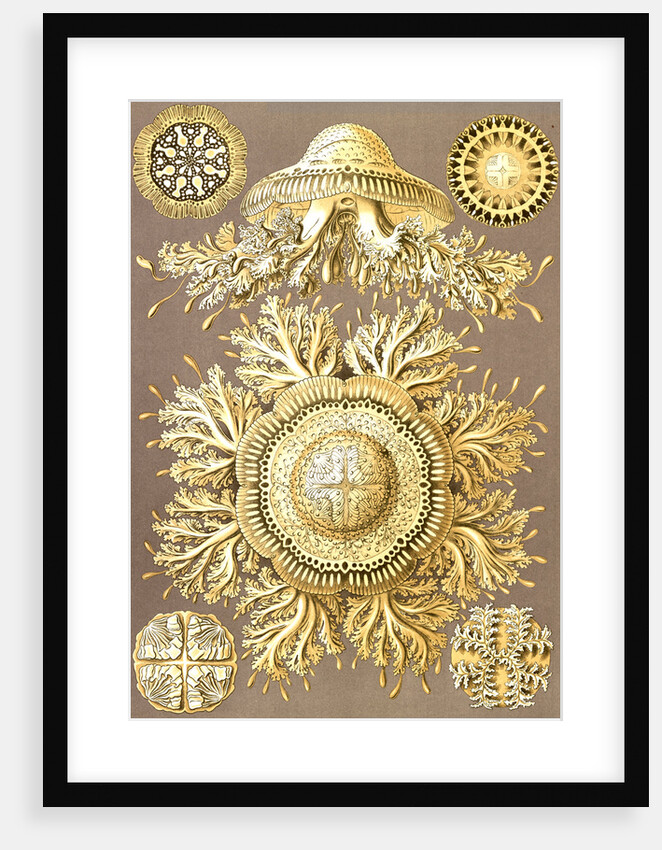 Illustration showing six views of jellyfish. Discomedusae by Ernst Haeckel