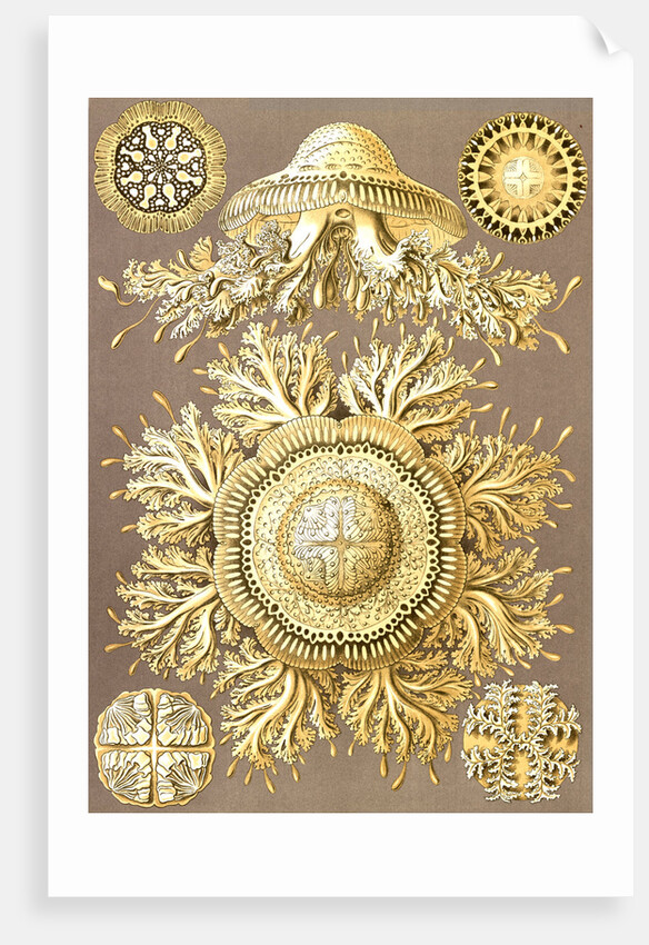 Illustration showing six views of jellyfish. Discomedusae by Ernst Haeckel