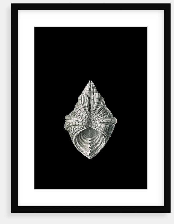 Illustration of mollusk. Acephala by Ernst Haeckel