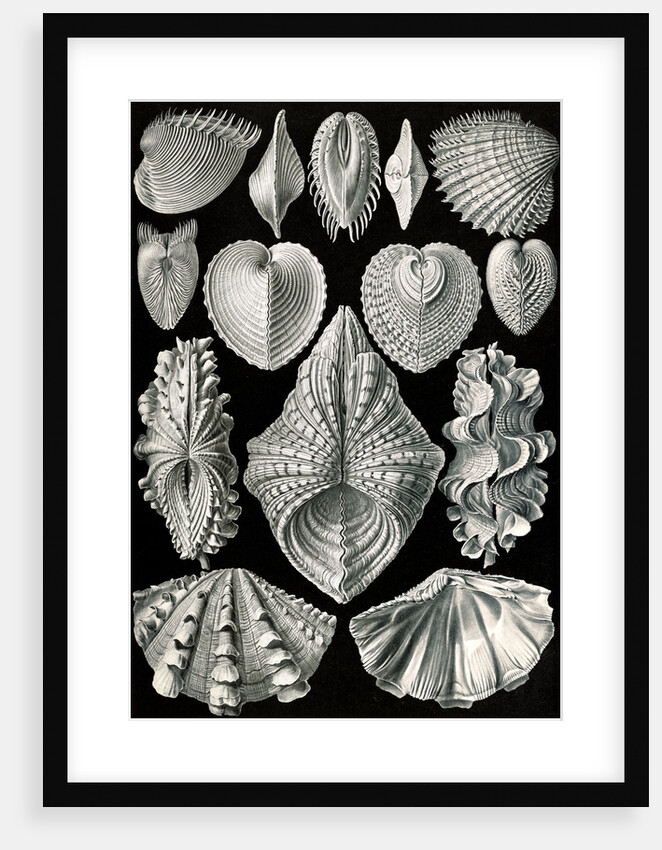 Illustration showing a variety of mollusks. Acephala by Ernst Haeckel