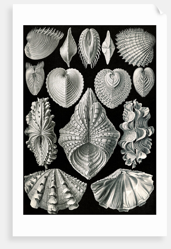 Illustration showing a variety of mollusks. Acephala by Ernst Haeckel