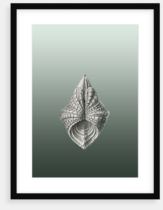 Illustration of mollusk. Acephala by Ernst Haeckel