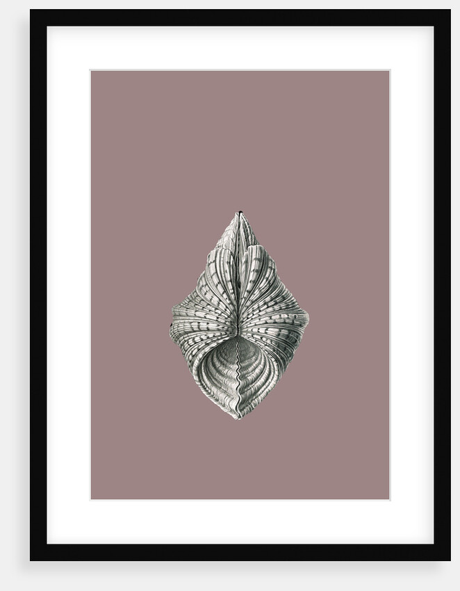 Illustration showing a variety of mollusks. Acephala by Ernst Haeckel