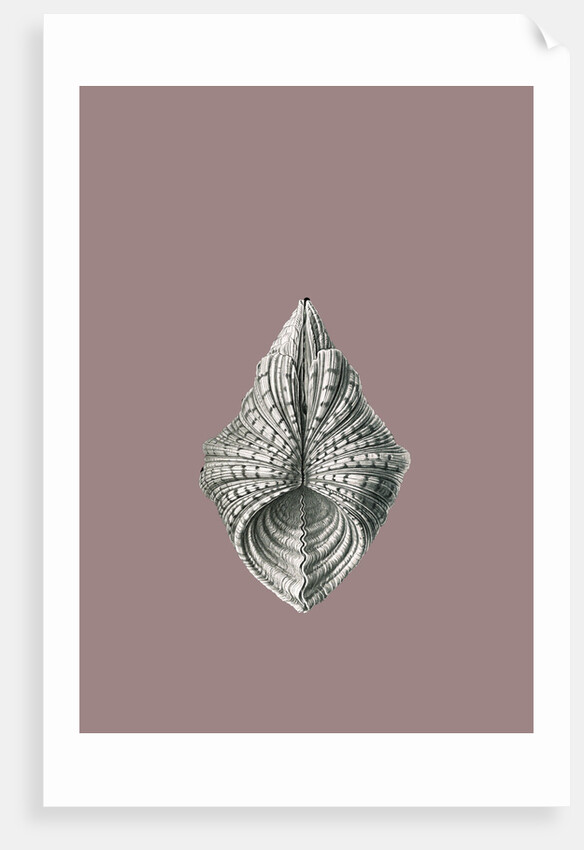 Illustration showing a variety of mollusks. Acephala by Ernst Haeckel