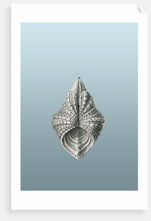 Illustration of mollusk. Acephala by Ernst Haeckel