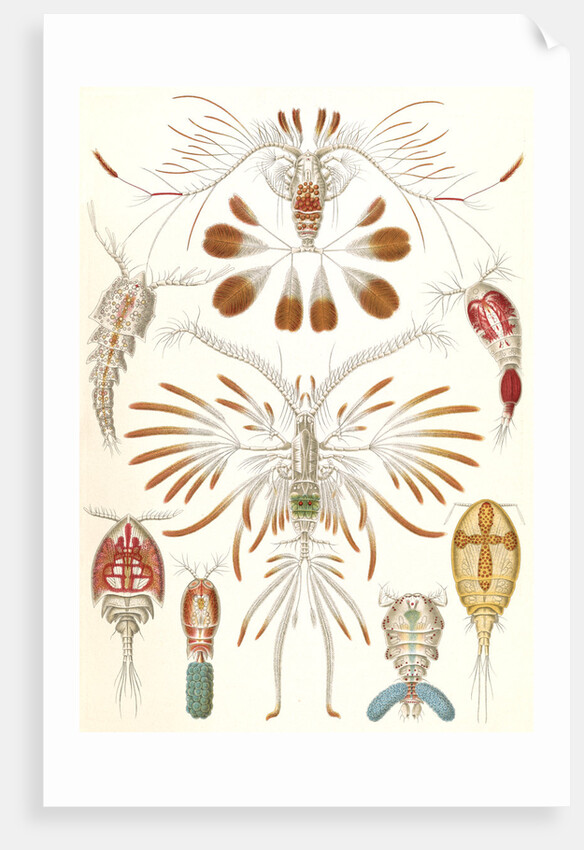 Illustration showing a variety of copopod crustaceans. Copepoda by Ernst Haeckel