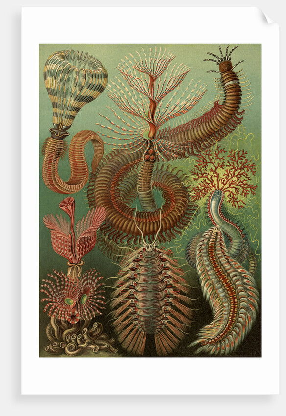 Illustration showing a variety of chaetopoda or spined marine worms. Chaetopoda by Ernst Haeckel