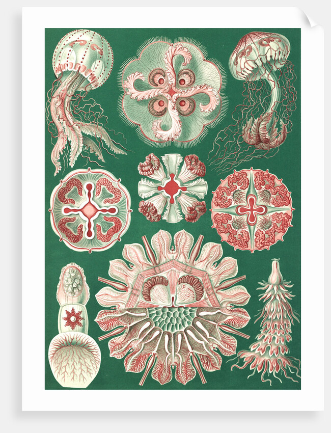 Illustration showing a variety of jellyfish. Discomedusae by Ernst Haeckel