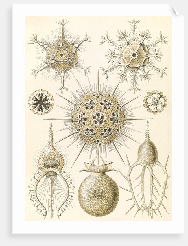 Microorganisms. Phaeodaria by Ernst Haeckel