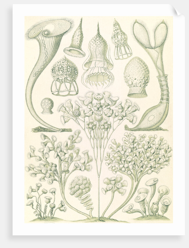 Microorganisms. Ciliata by Ernst Haeckel