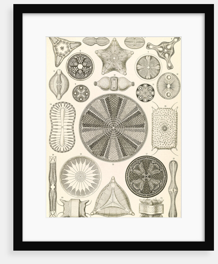 Algae. Diatomea by Ernst Haeckel