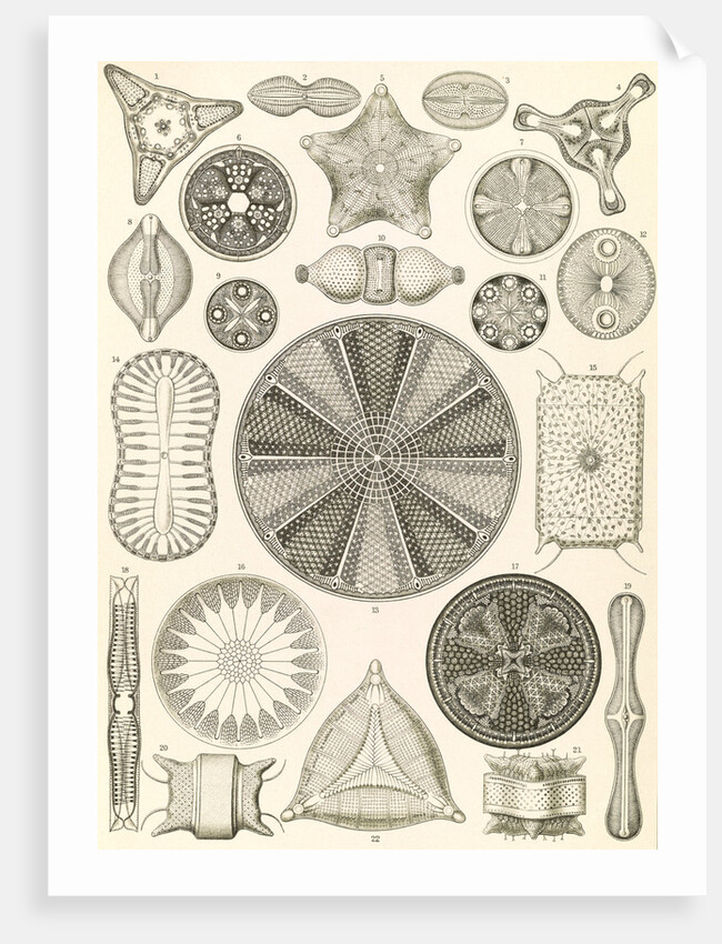 Algae. Diatomea by Ernst Haeckel