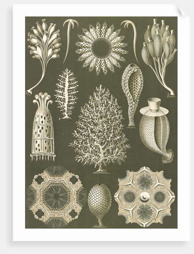 Calcareous sponges. Calcispongiae by Ernst Haeckel