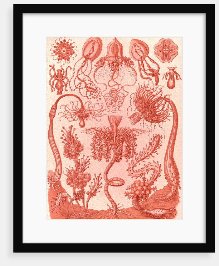 Marine invertebrates. Tubulariae by Ernst Haeckel