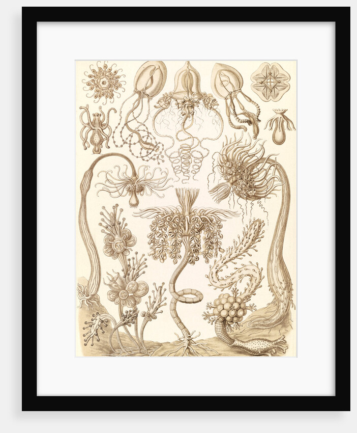 Marine invertebrates. Tubulariae by Ernst Haeckel