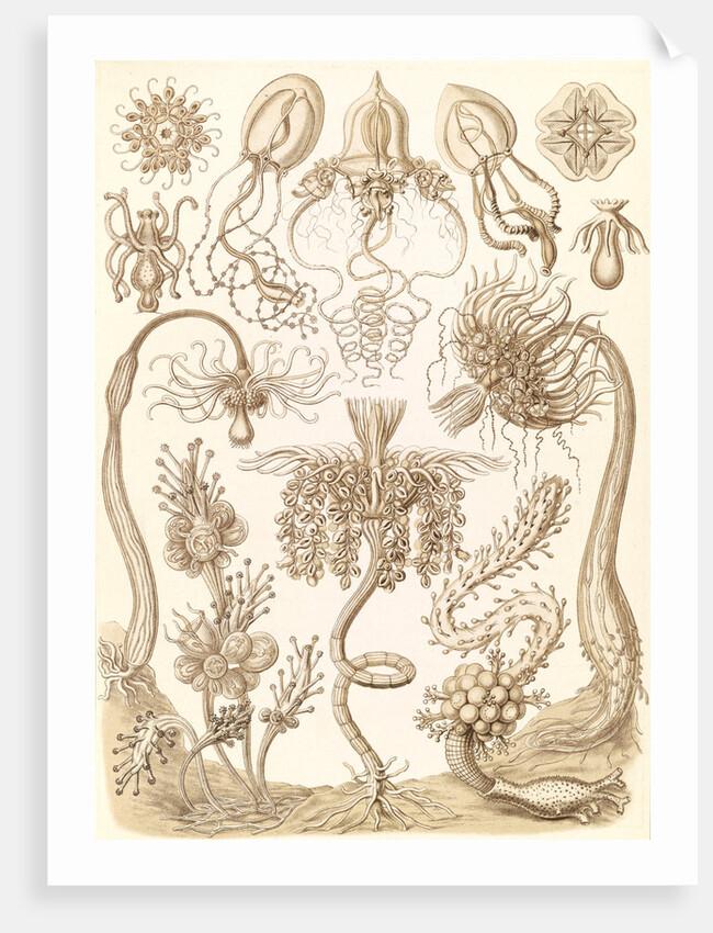Marine invertebrates. Tubulariae by Ernst Haeckel