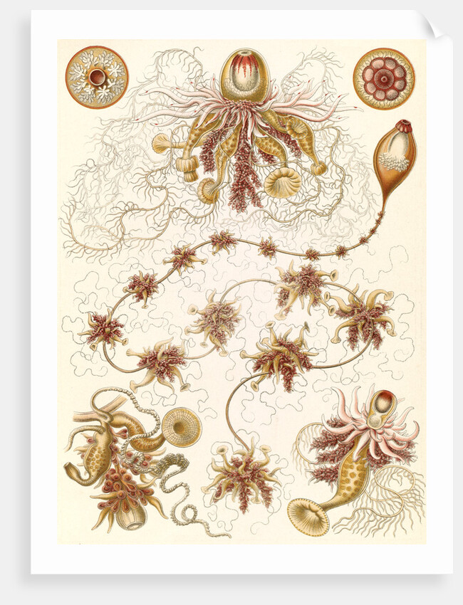 Marine invertebrates. Siphonophorae by Ernst Haeckel