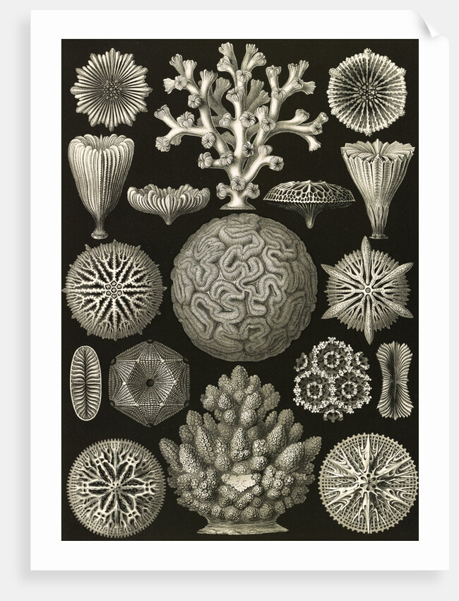 Corals. Hexacoralla by Ernst Haeckel