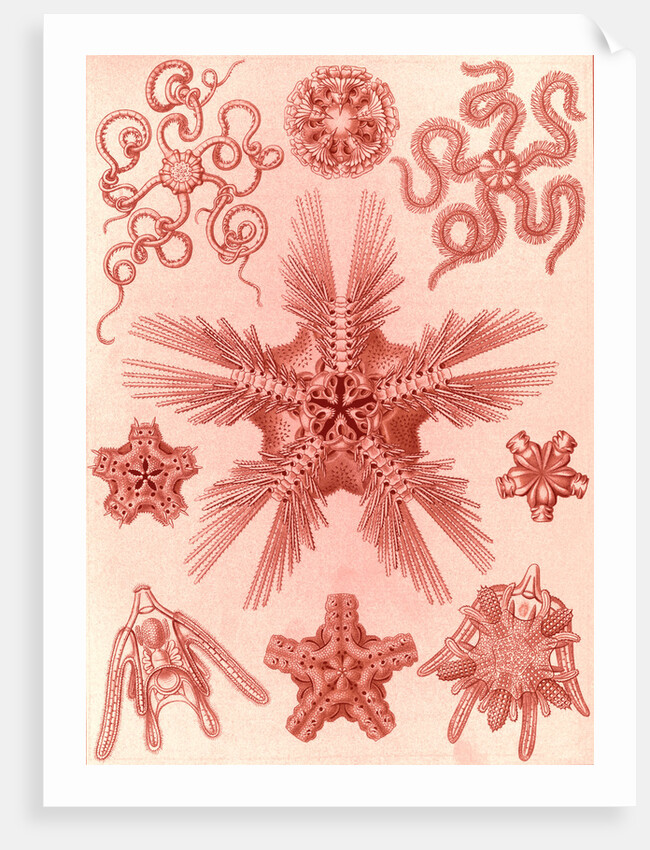 Marine invertebrates related to starfish. Ophiodea by Ernst Haeckel