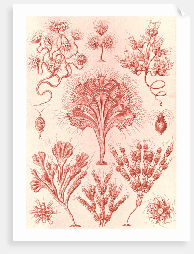 Microorganisms. Flagellata by Ernst Haeckel