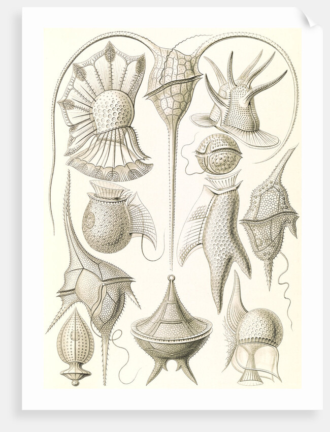 Microorganisms. Peridinea by Ernst Haeckel