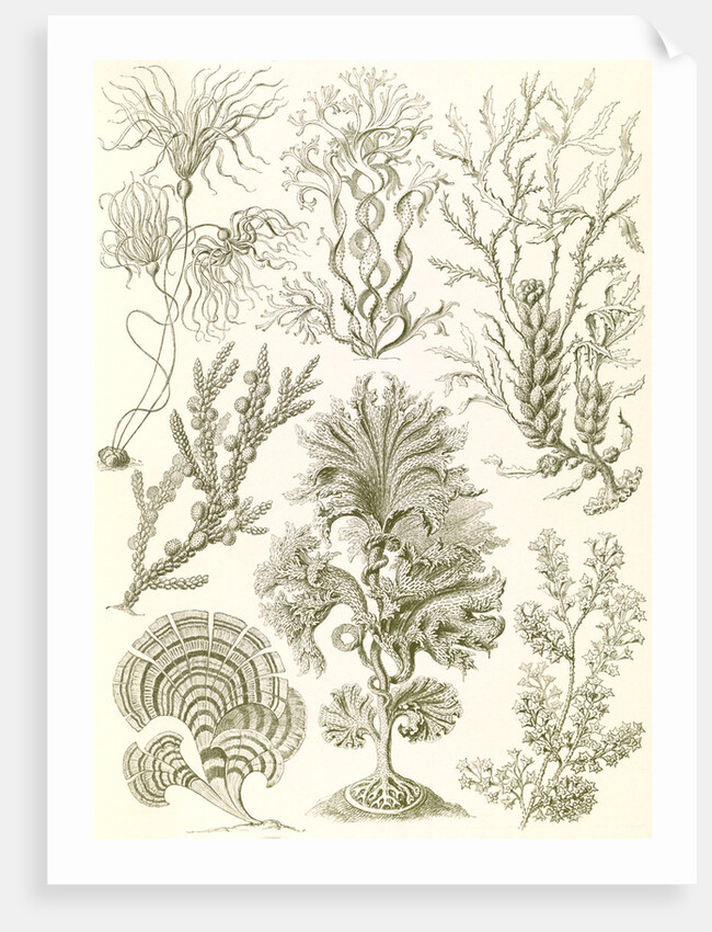 Algae. Fucoideae by Ernst Haeckel
