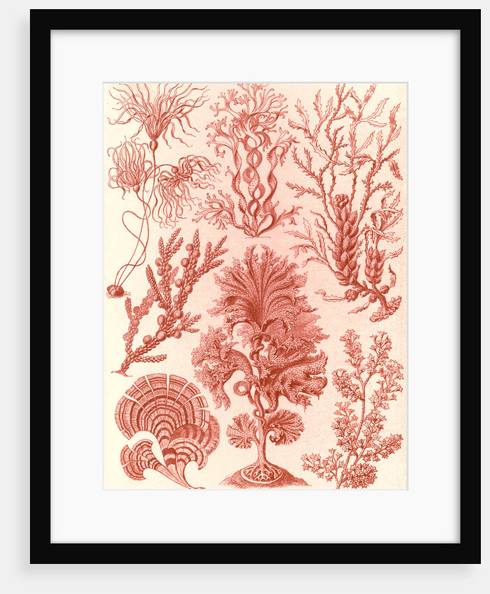 Algae. Fucoideae by Ernst Haeckel