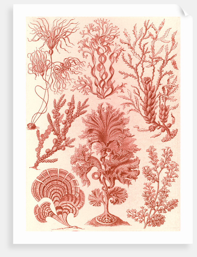 Algae. Fucoideae by Ernst Haeckel