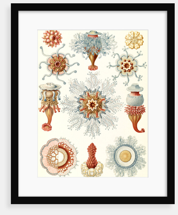 Marine invertebrates. Siphonophorae by Ernst Haeckel