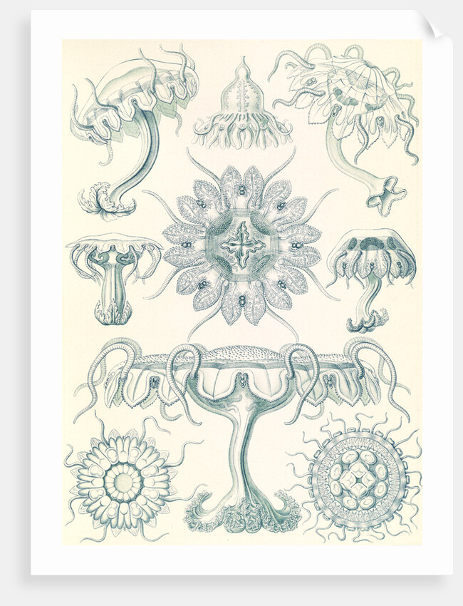 Jellyfishes. Discomedusae by Ernst Haeckel