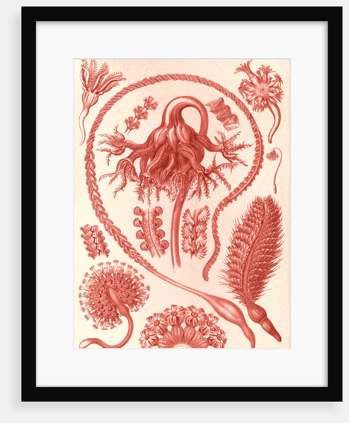 Sea pens. Pennatulida by Ernst Haeckel