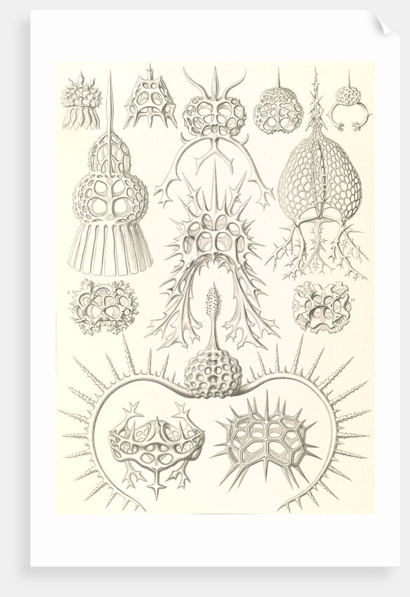 Microorganisms. Spyroidea by Ernst Haeckel