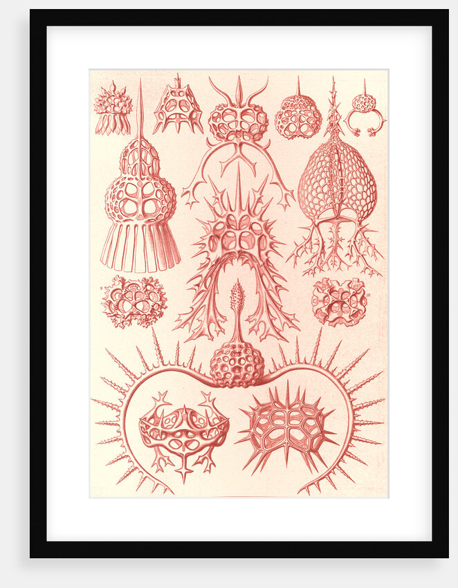 Microorganisms. Spyroidea by Ernst Haeckel