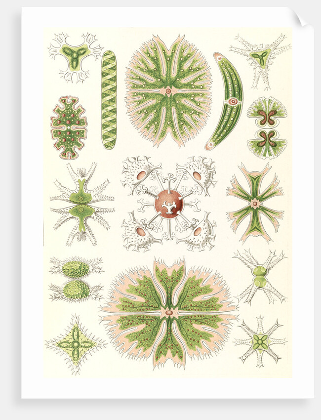 Algae. Desmidiea by Ernst Haeckel