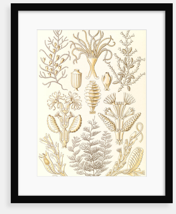 Marine animals. Sertulariae by Ernst Haeckel